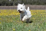 WESTIE 201